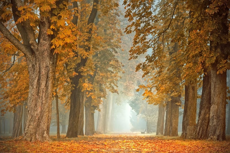 Mystical Forest