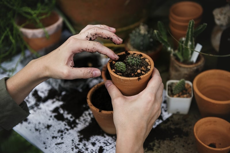 Indoor Garden